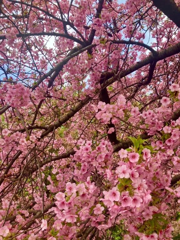 千明（ちあき）