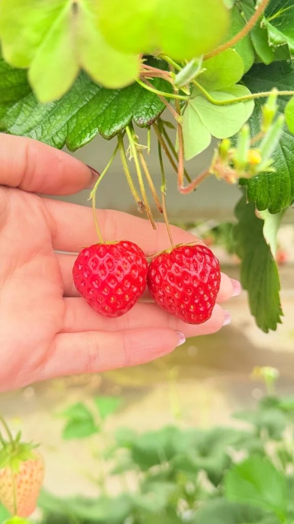 夢七（ゆめな）