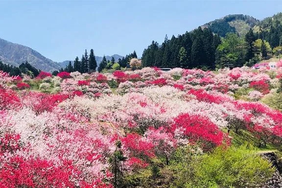 喜彩(きいろ)