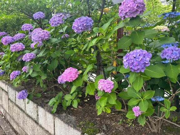 ひなた