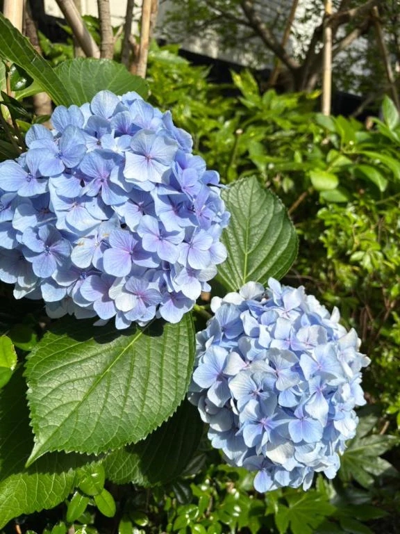 てぃな