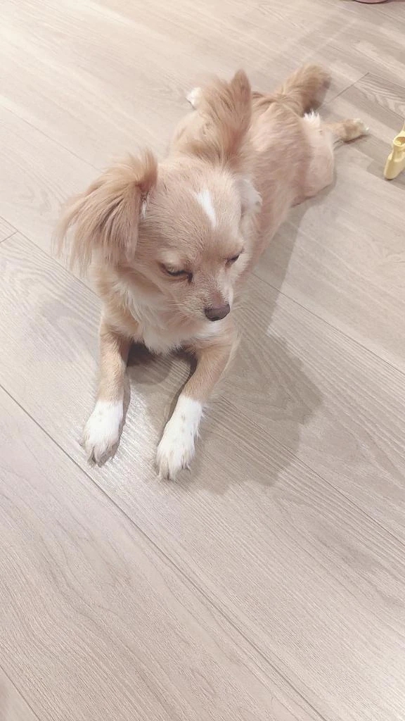 のの