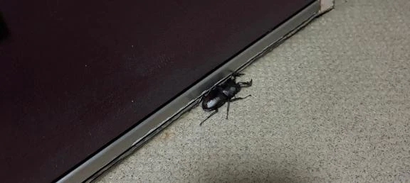 こころ