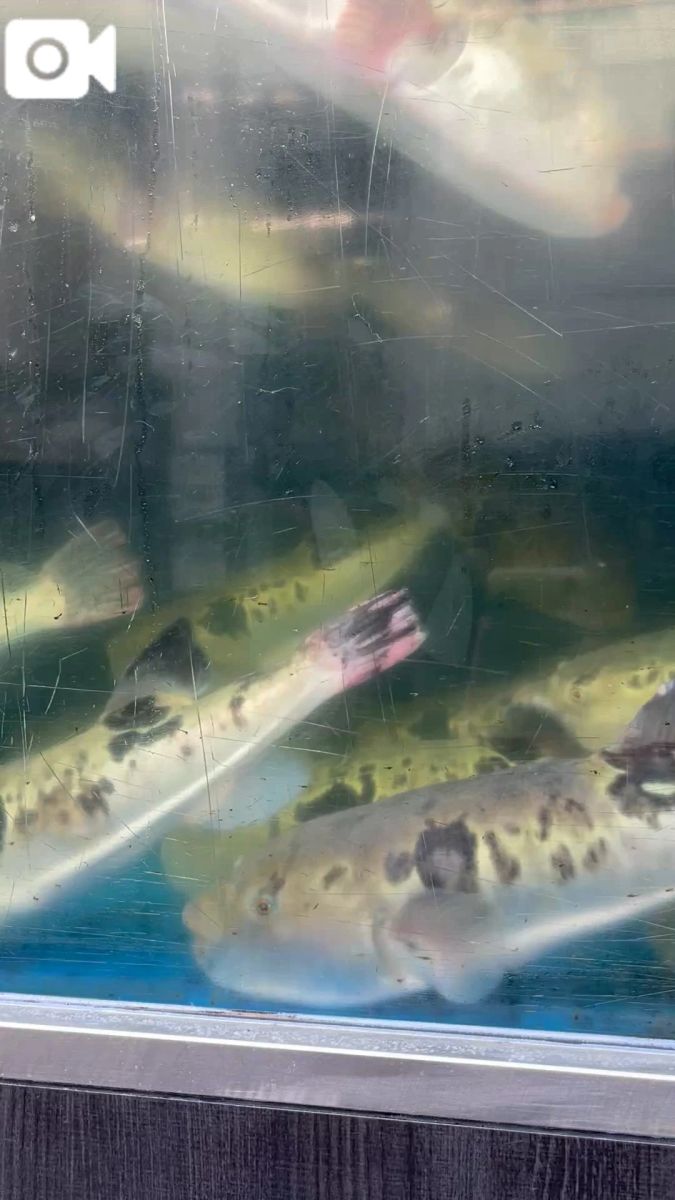 ゆきの