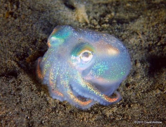 すいれん