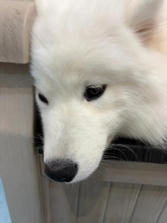 あゆな
